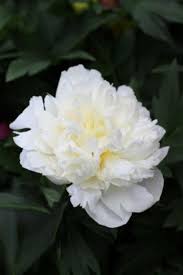 Attēlu rezultāti vaicājumam “Paeonia lactiflora”