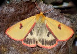 Attēlu rezultāti vaicājumam “Diacrisia sannio”