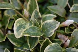 Attēlu rezultāti vaicājumam “Vinca minor leaf”