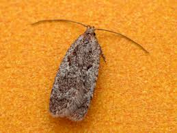 Attēlu rezultāti vaicājumam “Agonopterix hypericella”