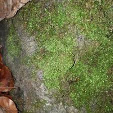 Attēlu rezultāti vaicājumam “Taxiphyllum wissgrillii”