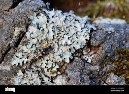 Attēlu rezultāti vaicājumam “Strangalia attenuata”