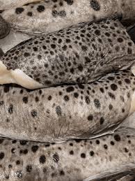 Image result for Anarhichas minor