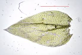 Attēlu rezultāti vaicājumam “Plagiothecium succulentum”