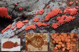 Attēlu rezultāti vaicājumam “Heterotrichia ferruginea (syn. Arcyria ferruginea) spores”