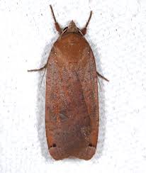 Attēlu rezultāti vaicājumam “Noctua pronuba”