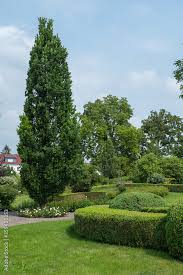 Attēlu rezultāti vaicājumam “Quercus robur Fastigiata”