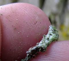 Attēlu rezultāti vaicājumam “Microcalicium disseminatum”