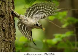 Attēlu rezultāti vaicājumam “Dendrocopos minor male”