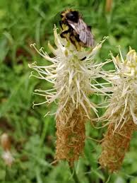 Attēlu rezultāti vaicājumam “Phyteuma spicatum fruit”