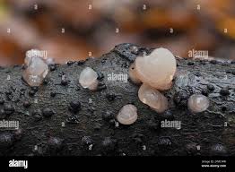 Attēlu rezultāti vaicājumam “Neobulgaria pura”