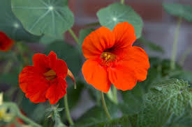 Image result for Tropaeolum majes