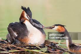 Attēlu rezultāti vaicājumam “Podiceps cristatus adult”