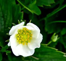 Attēlu rezultāti vaicājumam “xComagaria rosea  flower”