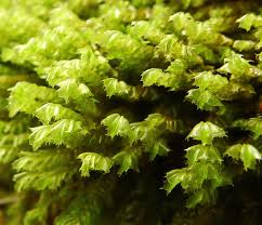 Attēlu rezultāti vaicājumam “Plagiochila”