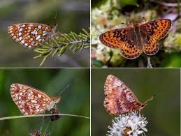 Attēlu rezultāti vaicājumam “Boloria eunomia underside”