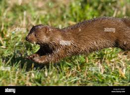 Attēlu rezultāti vaicājumam “Mustela vison”