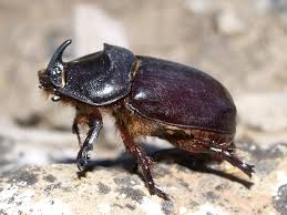 Attēlu rezultāti vaicājumam “Oryctes nasicornis male”