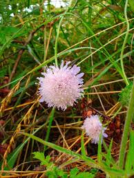 Attēlu rezultāti vaicājumam “Knautia arvensis”