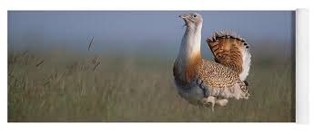 Image result for Otis tarda