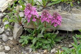 Attēlu rezultāti vaicājumam “Pedicularis palustris fruit”