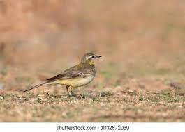 Attēlu rezultāti vaicājumam “Motacilla flava flava adult”