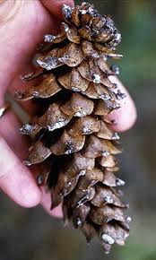 Attēlu rezultāti vaicājumam “Pinus strobus fruit”