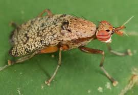 Attēlu rezultāti vaicājumam “Sciomyzidae”