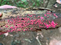 Attēlu rezultāti vaicājumam “Lycogala miserum”