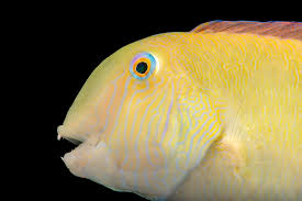 Image result for Xyrichtys novacula