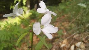Attēlu rezultāti vaicājumam “Cardamine bulbifera flower”