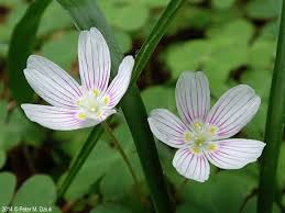 Attēlu rezultāti vaicājumam “Oxalis acetosella flower”