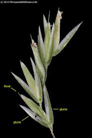 Attēlu rezultāti vaicājumam “Cinna latifolia”