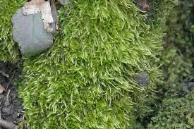 Attēlu rezultāti vaicājumam “Sciuro-hypnum”