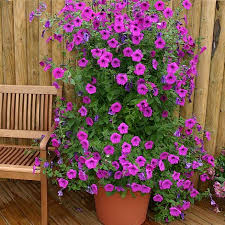 Image result for Petunia hybrida