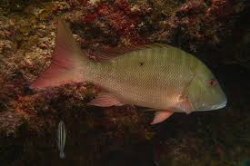 Image result for Lutjanus analis