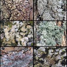 Attēlu rezultāti vaicājumam “Sclerophora coniophaea”