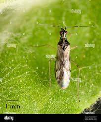 Attēlu rezultāti vaicājumam “Dicyphus sp.”