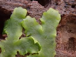 Attēlu rezultāti vaicājumam “Metzgeria furcata”