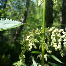 Attēlu rezultāti vaicājumam “Carex dioica male flower”