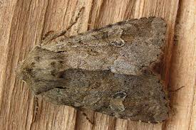 Attēlu rezultāti vaicājumam “Apamea sordens”