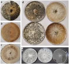 Attēlu rezultāti vaicājumam “Biscogniauxia marginata”
