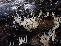 Attēlu rezultāti vaicājumam “Lentaria epichnoa”