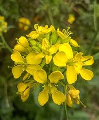 Attēlu rezultāti vaicājumam “Sisymbrium loeselii flower”