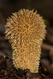 Attēlu rezultāti vaicājumam “Lycoperdon echinatum”