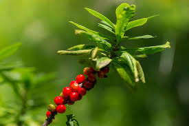 Attēlu rezultāti vaicājumam “Daphne mezereum leaf”