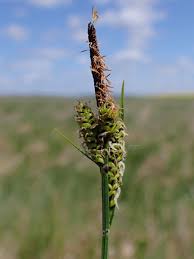 Attēlu rezultāti vaicājumam “Carex nigra”