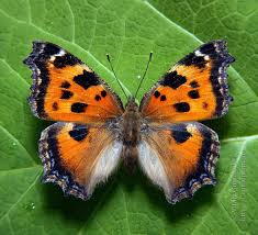 Attēlu rezultāti vaicājumam “Nymphalis xanthomelas upperside”