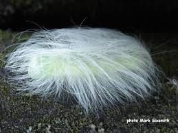 Attēlu rezultāti vaicājumam “Acronicta leporina larva”