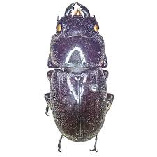 Attēlu rezultāti vaicājumam “Lucanidae”